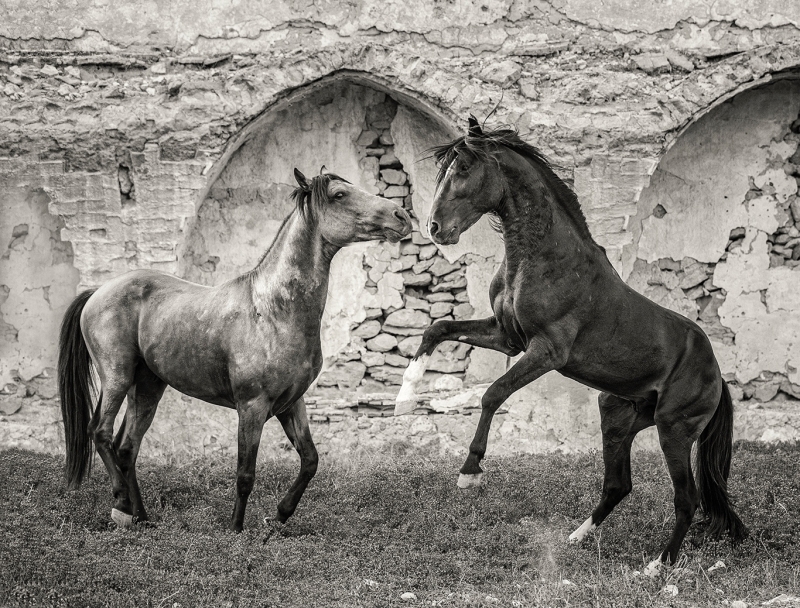 Stand Off by artist Claire Porter